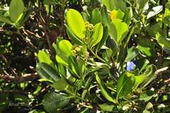 Syzygium tamilnadensis